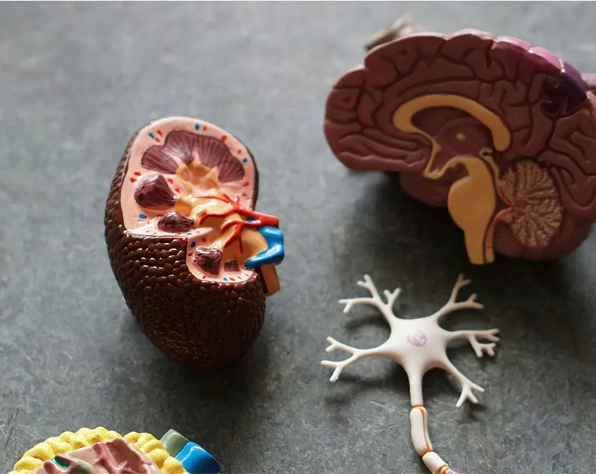 Urinary Incontinence: Symptoms, causes, and prevention